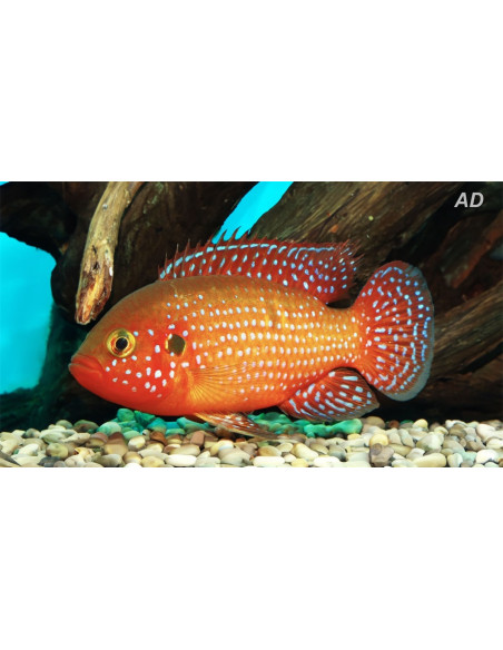 Cichlidé bijou rouge (Hemichromis bimaculatus) 3,5-4,5cm