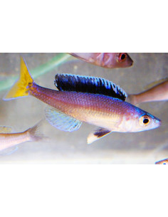 Cyprichromis leptosoma Mpulungu (Cyprichromis leptosoma Mpulungu) 5-6cm