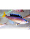 Cyprichromis leptosoma Mpulungu (Cyprichromis leptosoma Mpulungu) 5-6cm