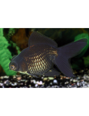 Telescop Yeux Noir 9-10 Cm