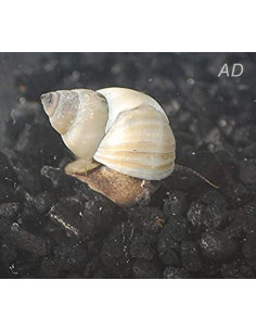 Escargot Filopaludina martensi (Filopaludina martensi) 3-3,5cm Wild