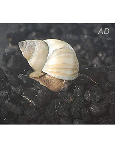 Escargot Filopaludina martensi (Filopaludina martensi) 3-3,5cm Wild