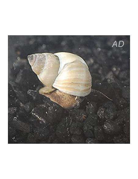 Escargot Filopaludina martensi (Filopaludina martensi) 3-3,5cm Wild