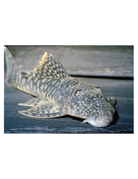 Pléco Guyanancistrus L106 (Guyanancistrus sp. L106) 4-6cm Wild