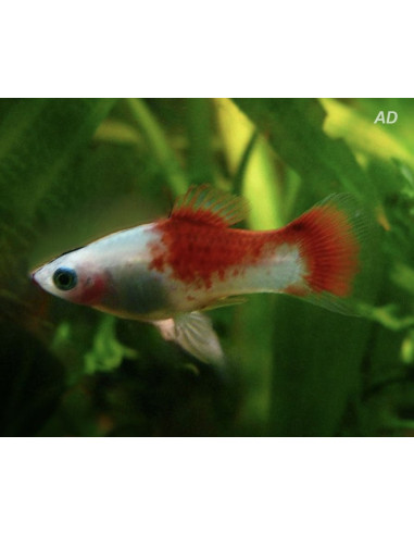 Platy Coral Red & White 2,5-3cm