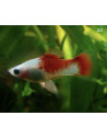 Platy Coral Red & White 2,5-3cm