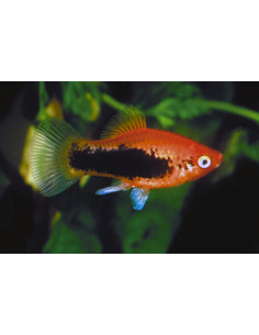 Platy Tuxedo 2,5-3cm