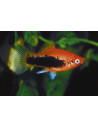 Platy Tuxedo 2,5-3cm