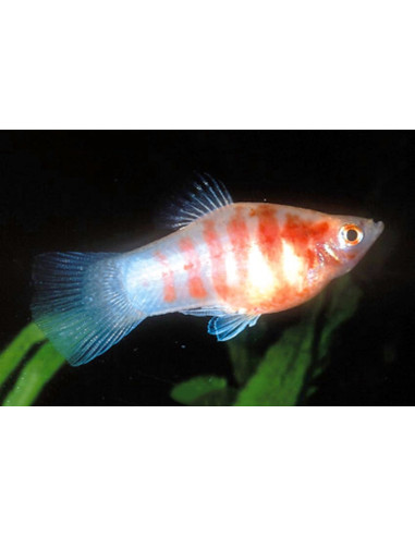 Platy Red Tiger Zebra (Xiphophorus maculatus) 2,5-3cm