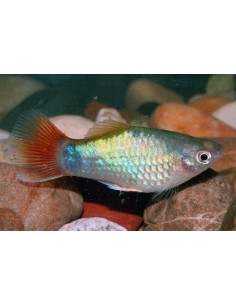 Platy Blue Coral 2,5-3cm
