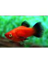 Platy Red Wagtail 2,5-3cm