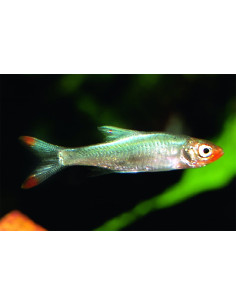 Sawbwa resplendens (Sawbwa resplendens) 2-2,5cm