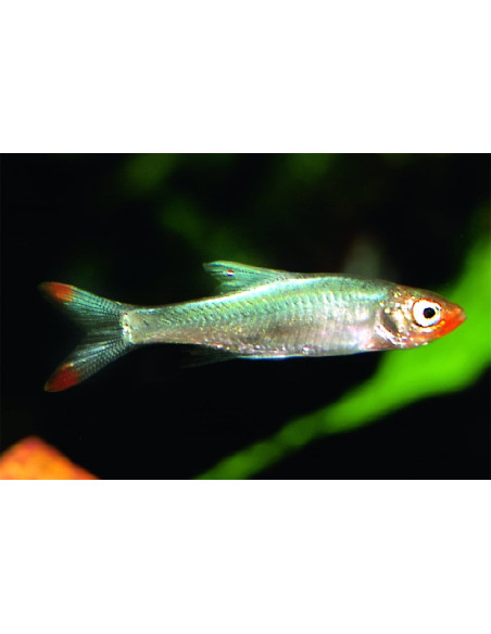 Sawbwa resplendens (Sawbwa resplendens) 2-2,5cm