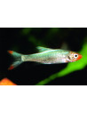 Sawbwa resplendens (Sawbwa resplendens) 3-3,5cm