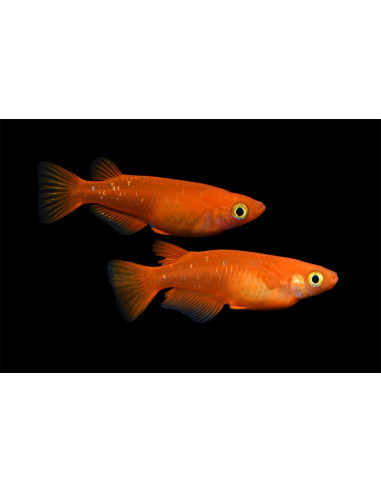 Oryzias Latipes Yokihi 2,7-3cm