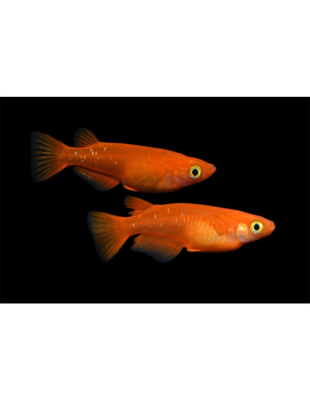 Oryzias Latipes Yokihi 2,7-3cm