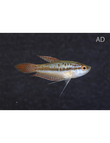 Gourami grogneur nain (Trichopsis pumila) 1,5-1,8cm