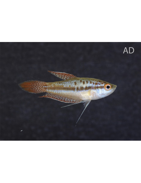 Gourami grogneur nain (Trichopsis pumila) 1,5-1,8cm