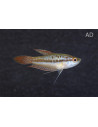 Gourami grogneur nain (Trichopsis pumila) 1,5-1,8cm
