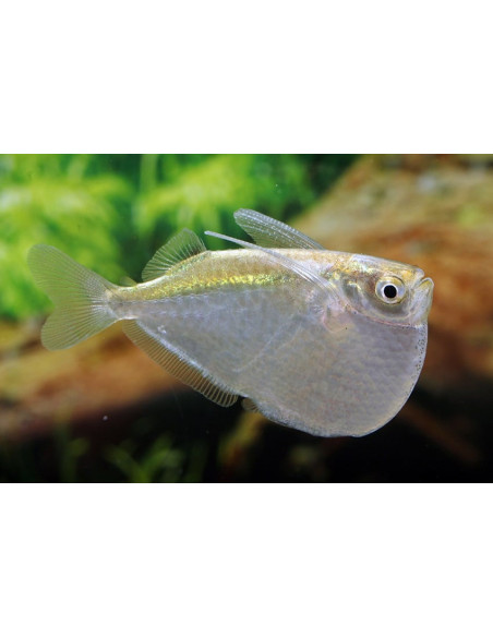 Thoracocharax stellatus (Thoracocharax stellatus) 3-4cm Wild