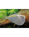 Thoracocharax stellatus (Thoracocharax stellatus) 3-4cm Wild