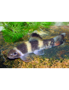 Garra flavatra (Garra flavatra) 2-3cm