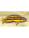 Julidochromis regani Kipili (Julido. regani Kipili) 3,5-4cm