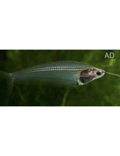 Poisson-chat de verre (Kryptopterus bicirrhis) 4,5-5cm