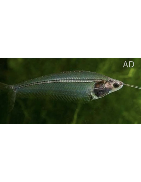 Poisson-chat de verre (Kryptopterus bicirrhis) 4,5-5cm