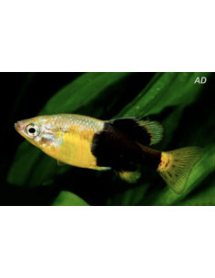 Goodeidae Skiffia multipunctata (Skiffia multipunctata) 2-2,5cm