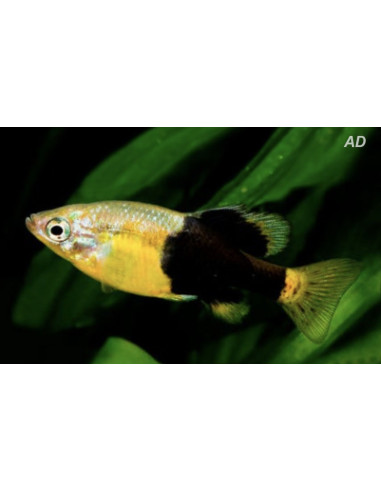 Goodeidae Skiffia multipunctata (Skiffia multipunctata) 2-2,5cm