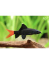Epalzeorhynchus Bicolor 4-5cm