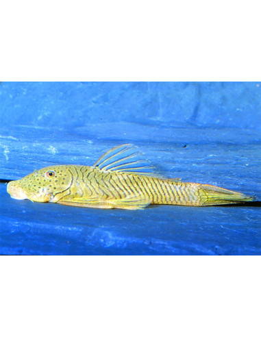 Chaetostoma thomasi L146 (Chaetostoma thomasi L146) 4-5cm Wild