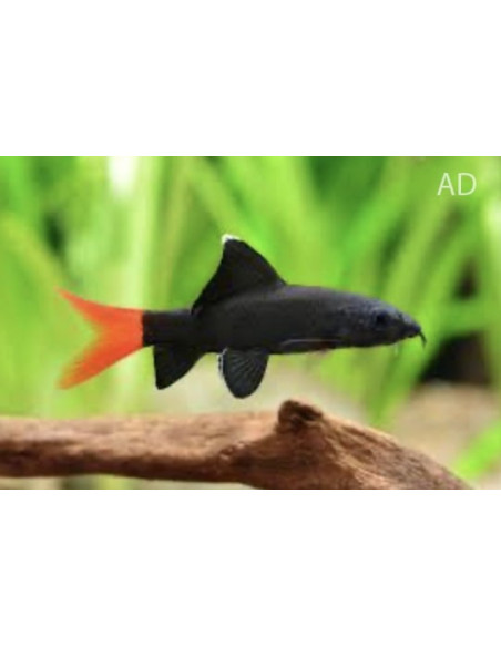 Epalzeorhynchus frenatus (Epalzeorhynchus frenatus) 4-5cm
