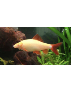Epalzeorhynchus frenatus albinos (Epalzeorhynchus frenatus Albino) 4,5-6cm