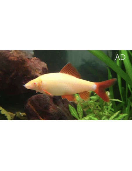 Epalzeorhynchus frenatus albinos (Epalzeorhynchus frenatus Albino) 4,5-6cm