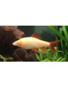 Epalzeorhynchus frenatus albinos (Epalzeorhynchus frenatus Albino) 4,5-6cm