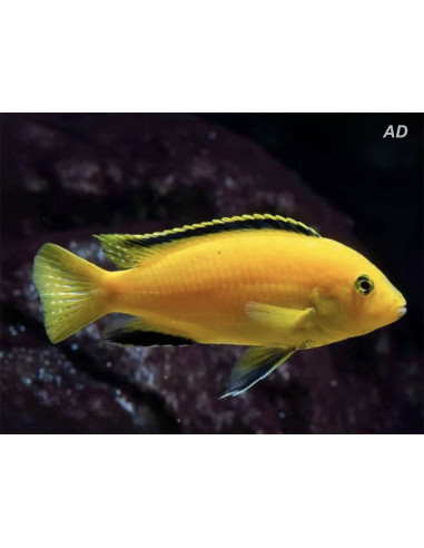 Labido jaune (Labidochromis caeruleus Yellow) 3-4cm