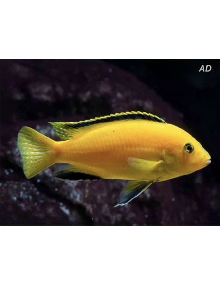 Labido jaune (Labidochromis caeruleus Yellow) 3-4cm