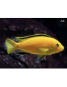 Labido jaune (Labidochromis caeruleus Yellow) 3-4cm
