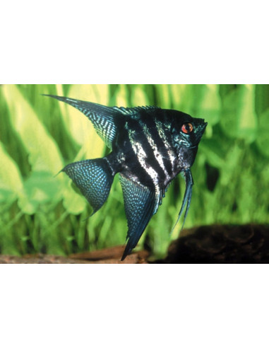 Scalaire Zebra (Pterophyllum scalare) 4-5cm