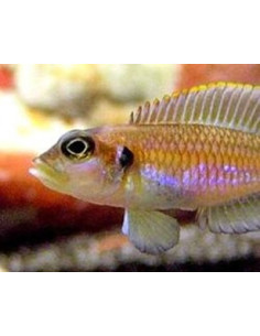 Conchylicole ocellatus Gold (Lamprologus ocellatus Gold) 2,5-3cm