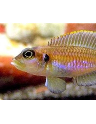 Conchylicole ocellatus Gold (Lamprologus ocellatus Gold) 2,5-3cm