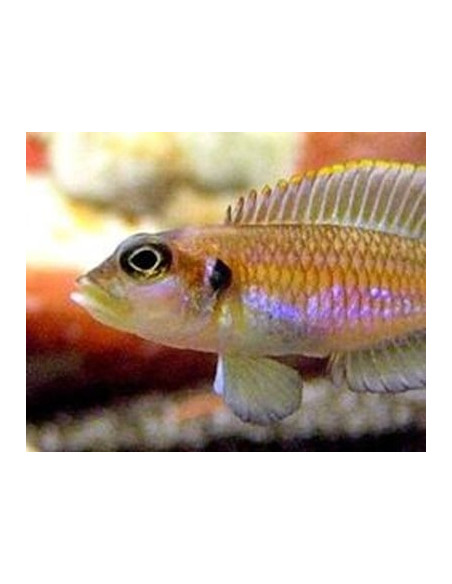 Conchylicole ocellatus Gold (Lamprologus ocellatus Gold) 2,5-3cm