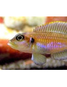Conchylicole ocellatus Gold (Lamprologus ocellatus Gold) 2,5-3cm