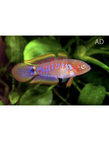Gobie paon Tateurndina (Tateurndina ocellicauda) 2-2,5cm