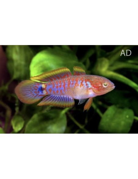 Gobie paon Tateurndina (Tateurndina ocellicauda) 2-2,5cm