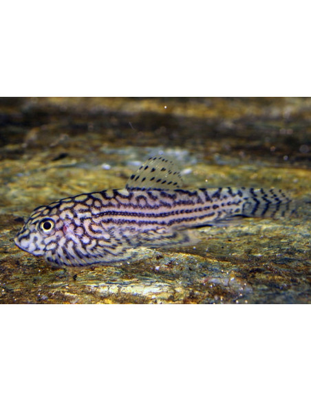 Loche Sewellia lineolata (Sewellia lineolata) 3-3,5cm Wild
