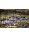 Loche Sewellia lineolata (Sewellia lineolata) 3-3,5cm Wild