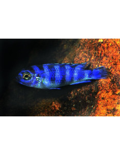 Mbuna demasoni (Pseudotropheus demasoni) 3-4cm